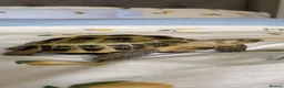 Tortoise reptiles for sale: Horsefield Tortoise - Advert 1