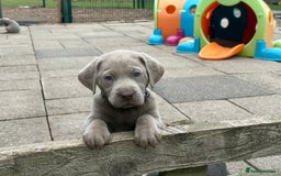 Labrador Retriever dogs for sale: Gorgeous KC Silver & Charcoal Labs - Image 29
