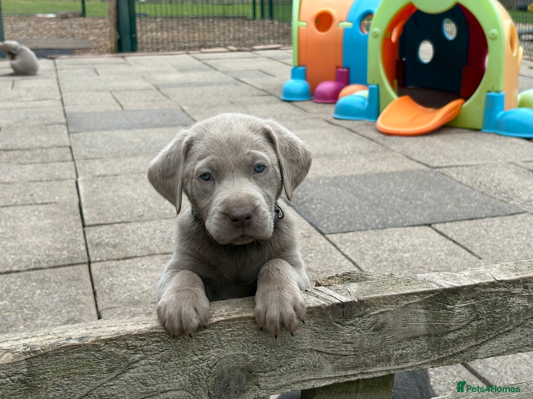 Labrador Retriever dogs for sale: Gorgeous KC Silver & Charcoal Labs - Image 29