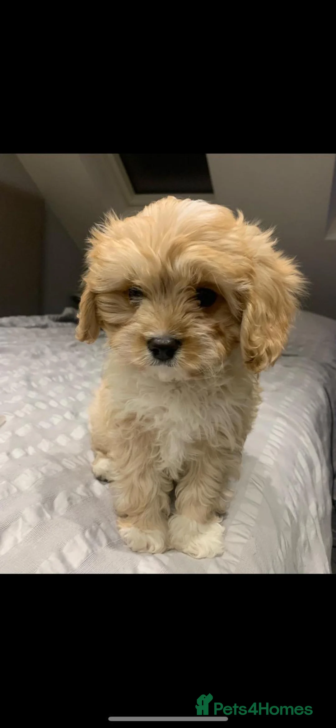 Cavapoo dogs for sale: F1B Cavapoo Puppies for Sale - Advert 13