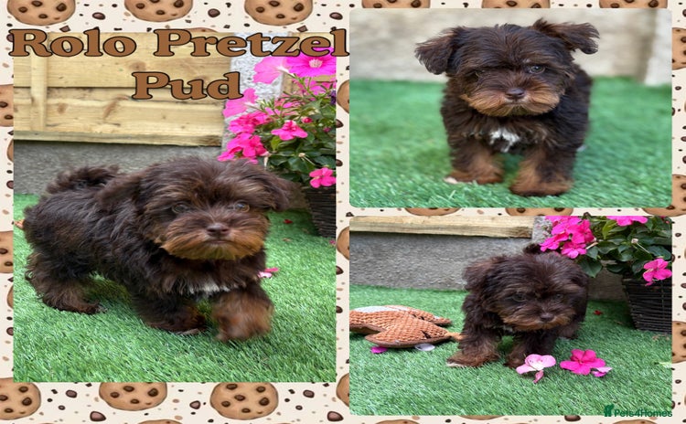 Miniature Schnauzer dogs - Advert 1