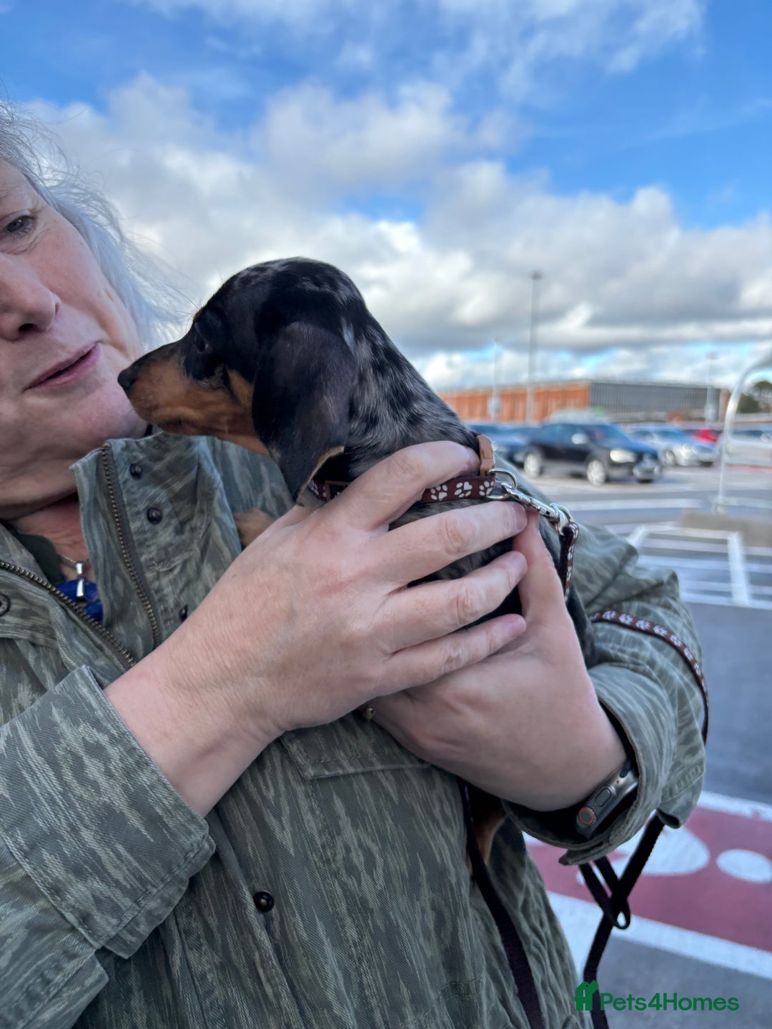 Miniature Dachshund dogs for sale: Silver Dapple Minature Dachshund  - Image 3