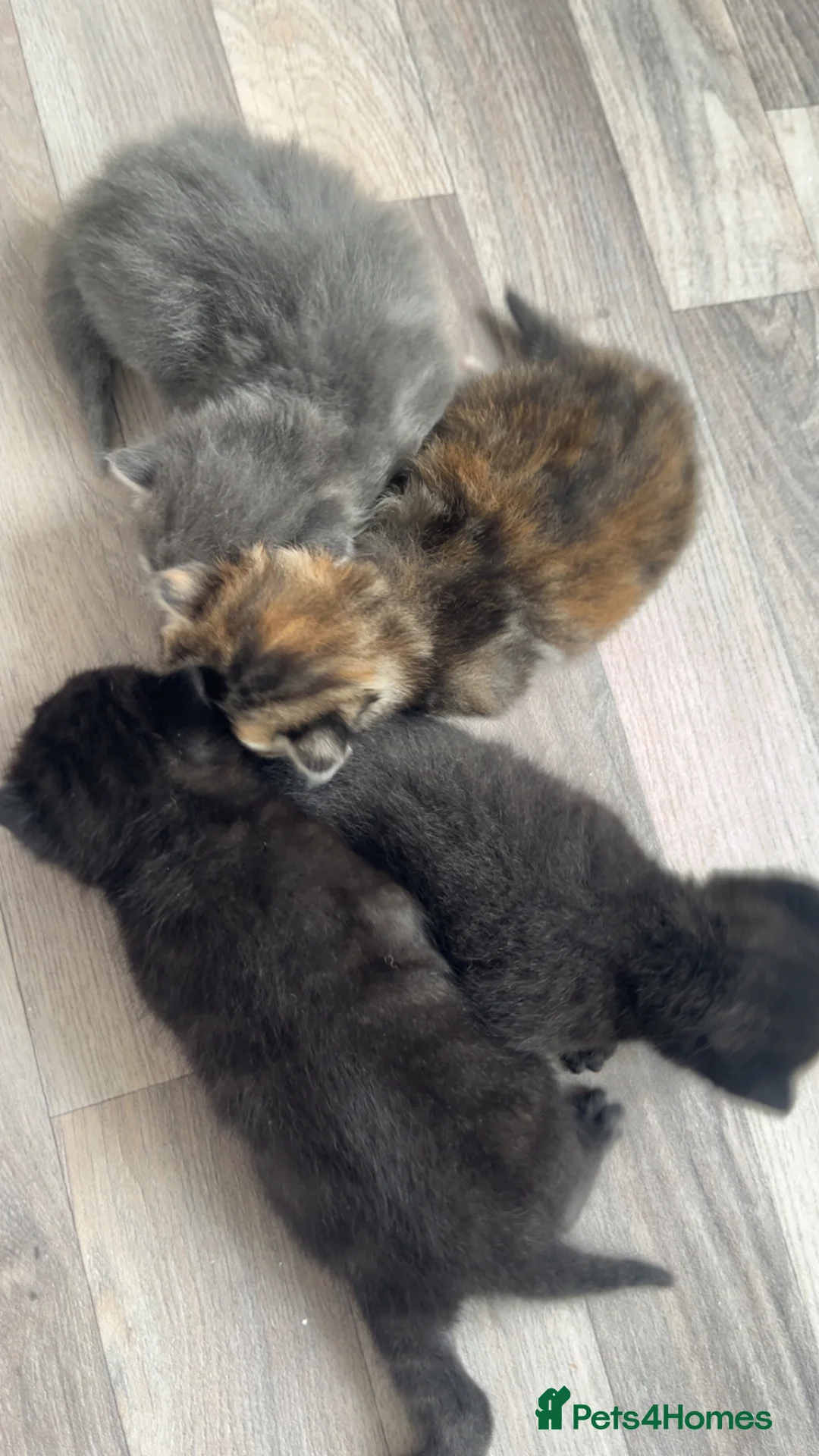 Mixed Breed cats for sale: 4 beautiful kittens  in Coatbridge - Advert 8