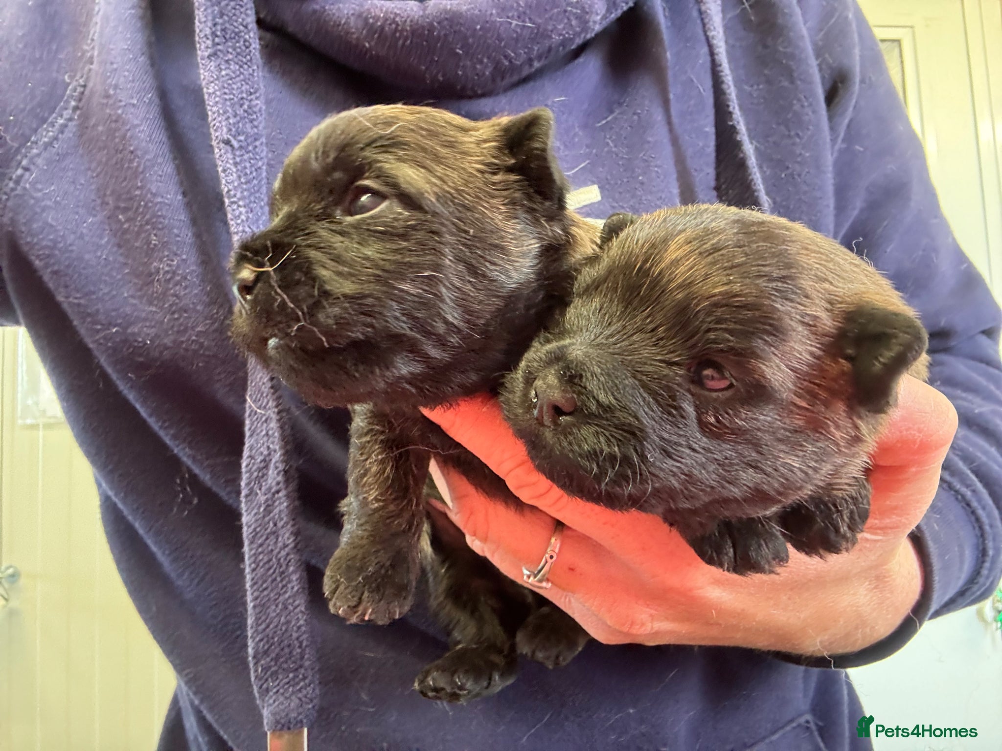 Cairn Terrier dogs KC Registered Cairn Terrier Pups - Advert 4