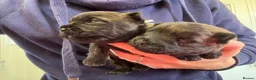 Cairn Terrier dogs for sale: KC Registered Cairn Terrier Pups - Advert 1