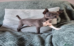Chihuahua dogs for sale: ❤️Amazing KC Chihuahua Puppies - Image 4