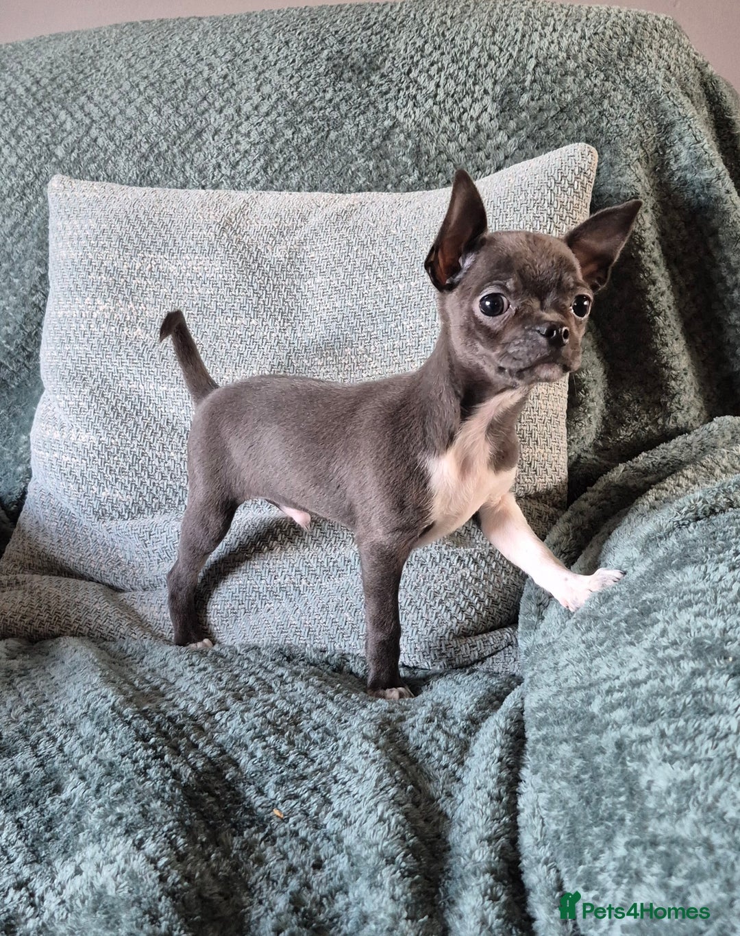 Chihuahua dogs for sale: ❤️Amazing KC Chihuahua Puppies - Image 4