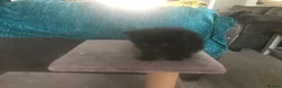 Mixed Breed cats for sale: 4 kittens for sale - Advert 10