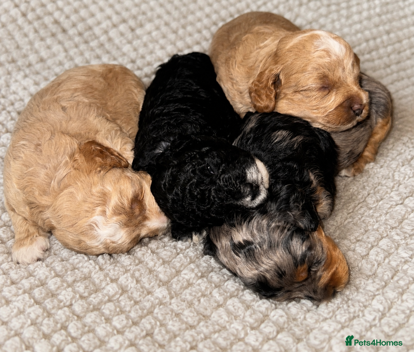 Cavapoo dogs Beautiful F1B Cavapoo Puppies  - Advert 5