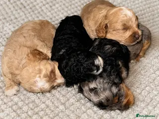 Cavapoo dogs Beautiful F1B Cavapoo Puppies - Advert 2