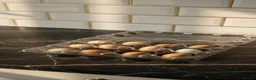 Quail poultry for sale: 12 Fresh Chinese Painted Quail Hatching Eggs  - Advert 1