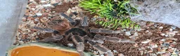 Tarantulas invertebrates for sale: Tarantula Collection  in Sturminster Newton - Advert 5