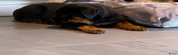 Rottweiler dogs for sale: Purebred Rottweiler Puppies - Advert 6