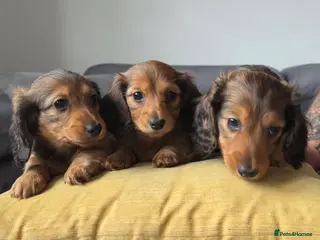 Miniature Dachshund dogs Miniature longhaired dachshunds shaded cream - Advert 1