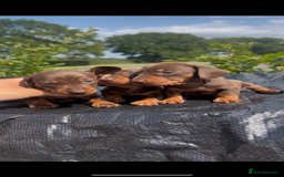 Miniature Dachshund dogs for sale: Dachund  - Image 1