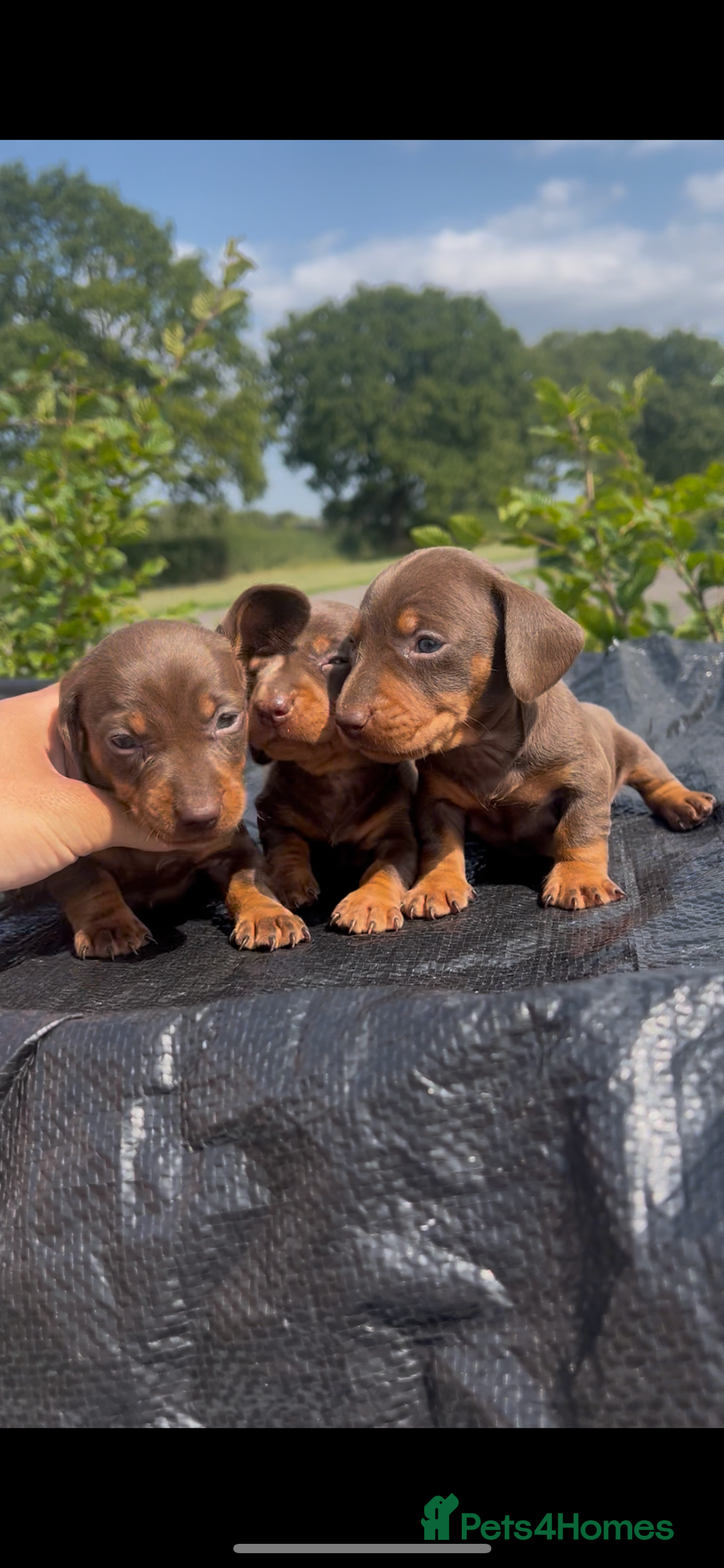 Miniature Dachshund dogs for sale: Dachund  - Image 1