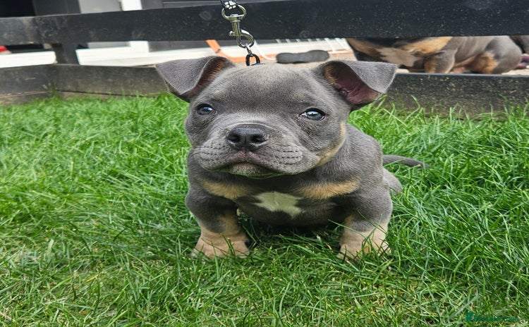 American Bully dogs - Advert 1