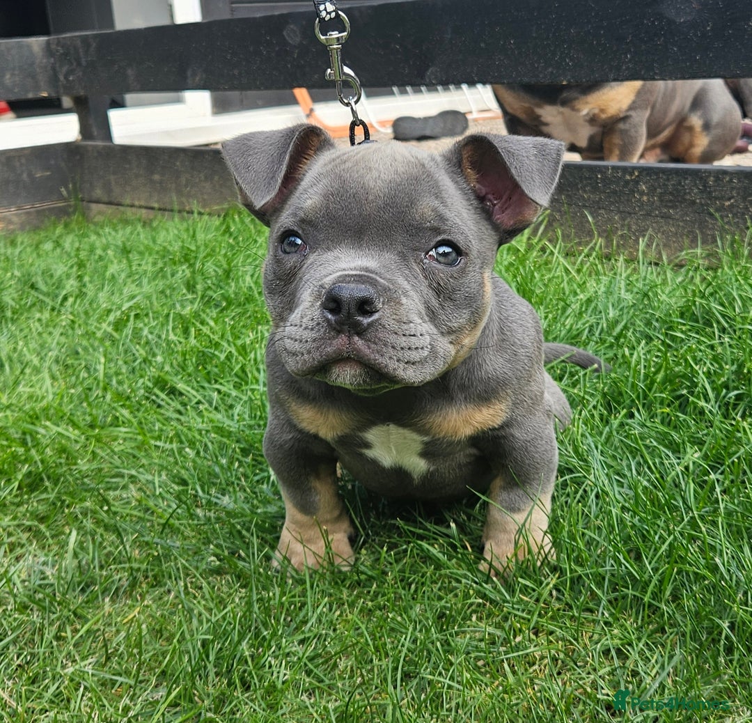 American Bully dogs for sale: Micro Exotic Bully - Image 1