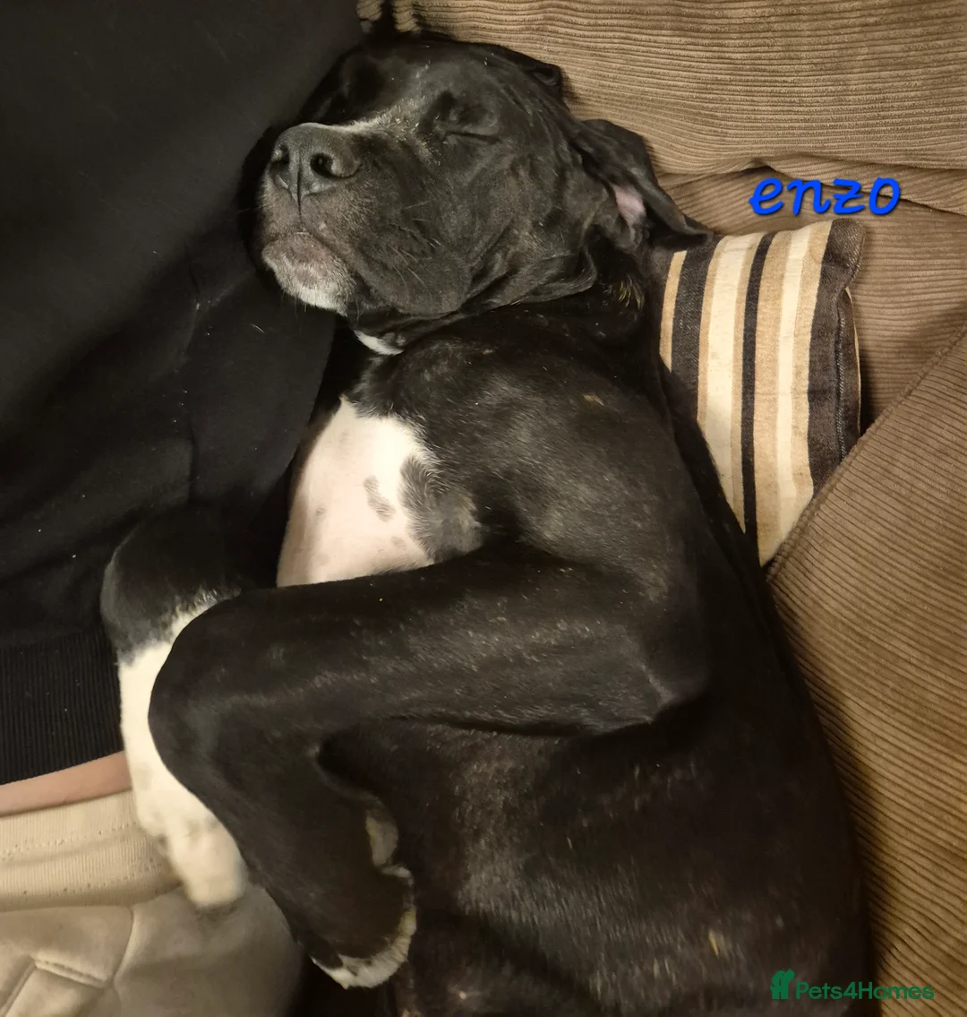 Cane Corso dogs for sale: 🐾 5 BEAUTIFUL CANE CORSO PUPPIES • 5 MONTHS in Swindon - Advert 15
