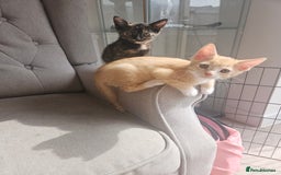 Mixed Breed cats for sale: Beautiful kittens  - Image 6