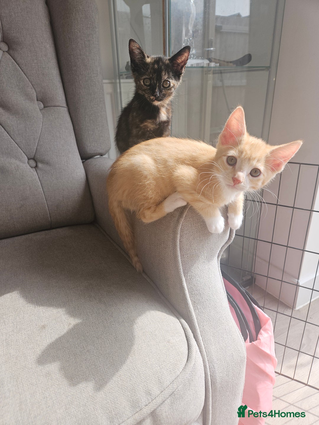 Mixed Breed cats for sale: Beautiful kittens  - Image 6