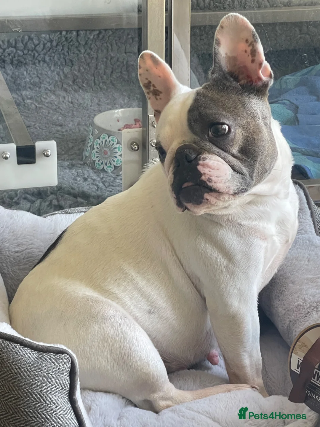 French Bulldog dogs for sale: Beautiful French Bulldog Puppies Fluffy Carriers - Advert 1
