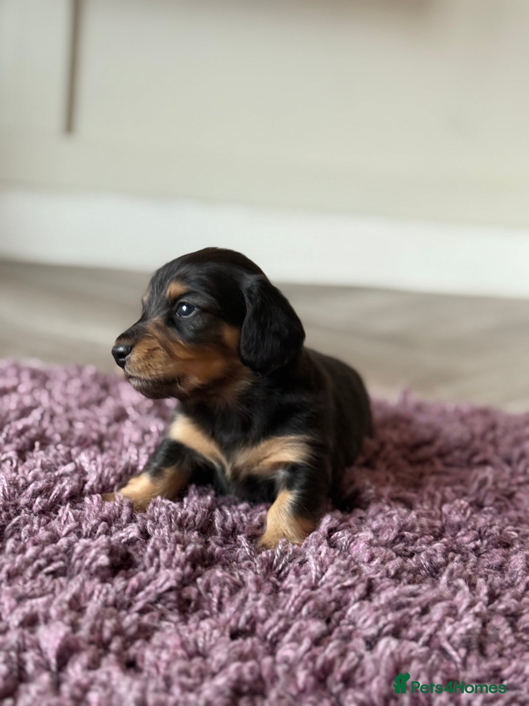 Miniature Dachshund dogs for sale: Long haired miniature dachshunds  - Image 8
