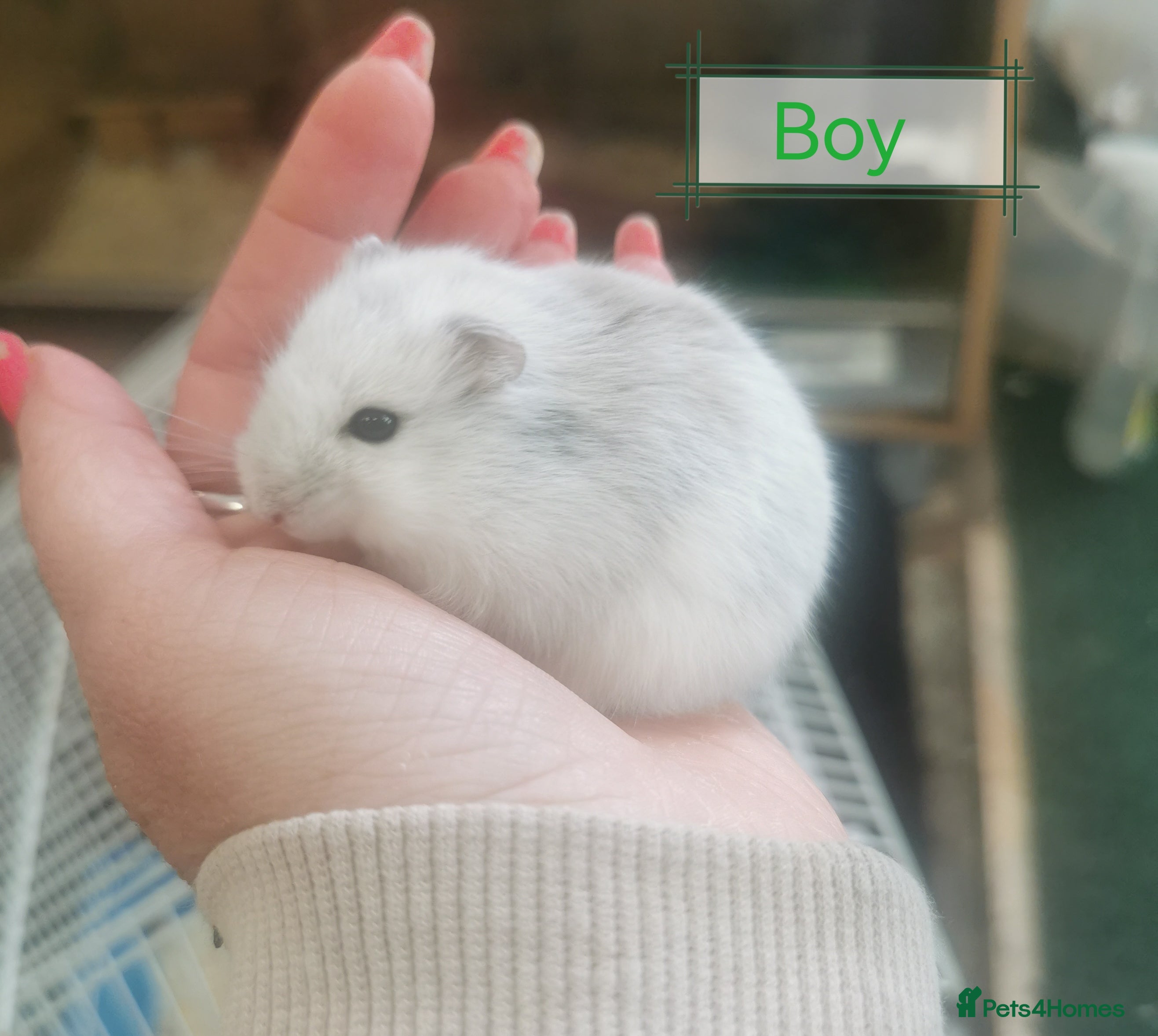 Hamster rodents Winter white dwarf hamsters  - Advert 13