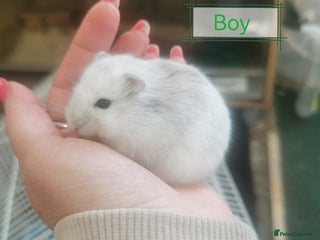 Hamster rodents - Advert 1