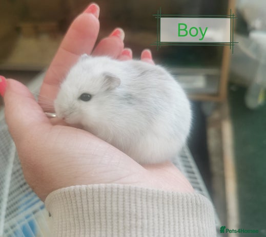 Hamster rodents - Advert 1