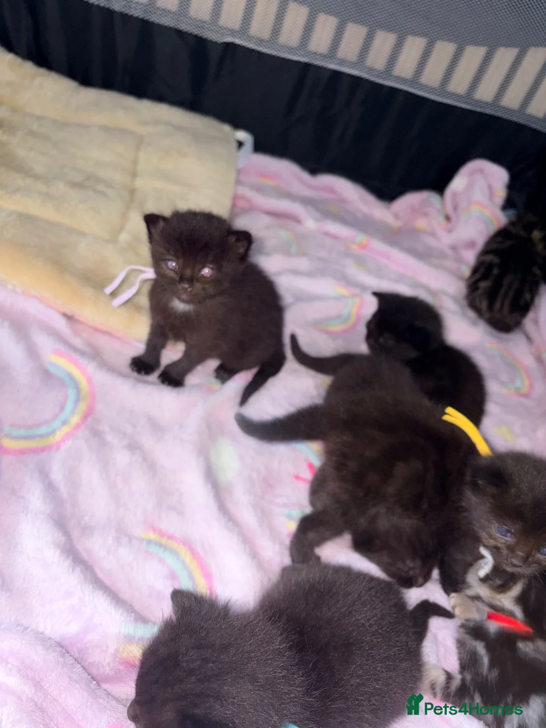 British Shorthair cats for sale: Bsh x ragdoll kittens - Advert 2