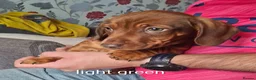 Dachshund dogs for sale: Dachshund  - Advert 15