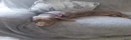 Dachshund dogs for sale: Dachshund girl puppy  in London - Advert 5