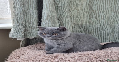 British Shorthair cats - Advert 5