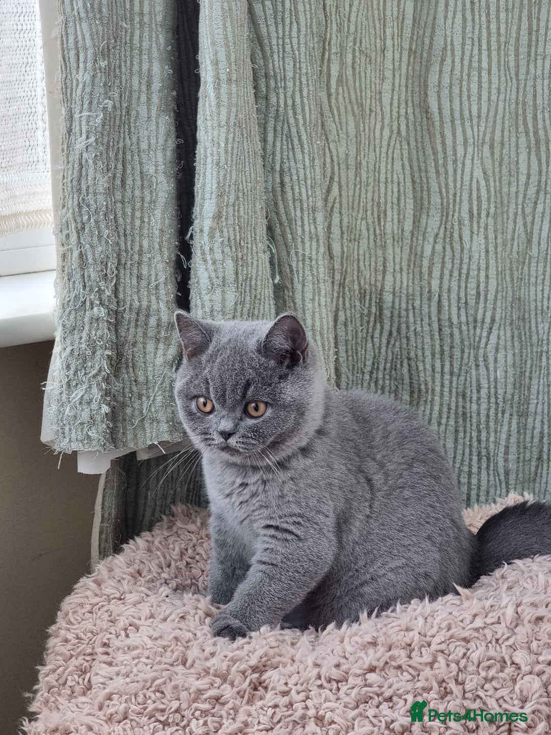 British Shorthair cats for sale: LAST Blue Female BSH Ready To Go Now GCCF Pedigree - Advert 3