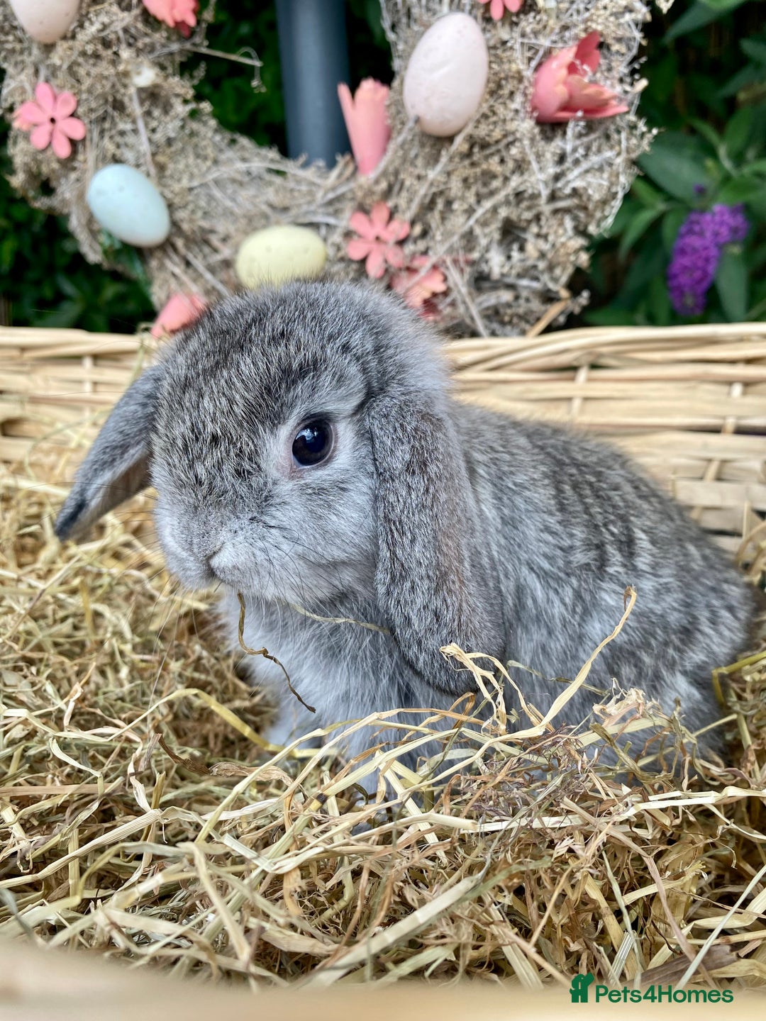 Mini Lop rabbits for sale: Pure bred mini lops - Image 11