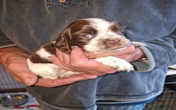 Cockalier dogs for sale: Stunning girls. DNA health tested parents  - Image 13