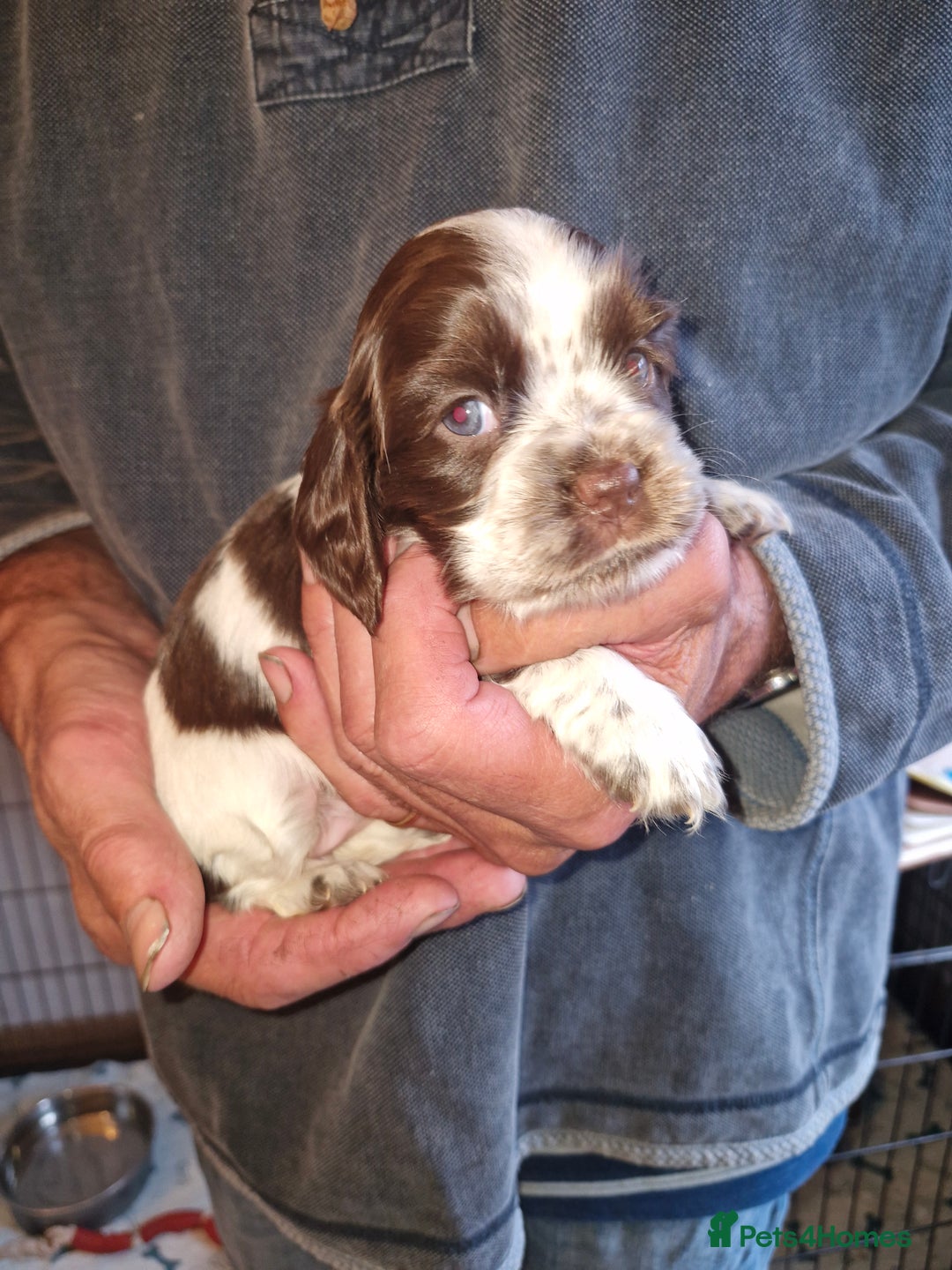 Cockalier dogs for sale: Stunning girls. DNA health tested parents  - Image 13