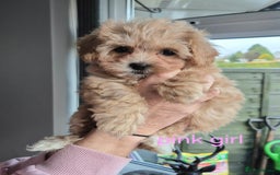 Maltipoo dogs for sale: F1 Maltipoo puppies 🐶 Just 2 girls remaining  - Advert 31