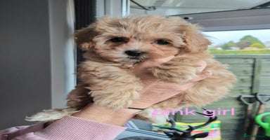Maltipoo dogs F1 Maltipoo puppies 🐶 Just 2 girls remaining  - Advert 9
