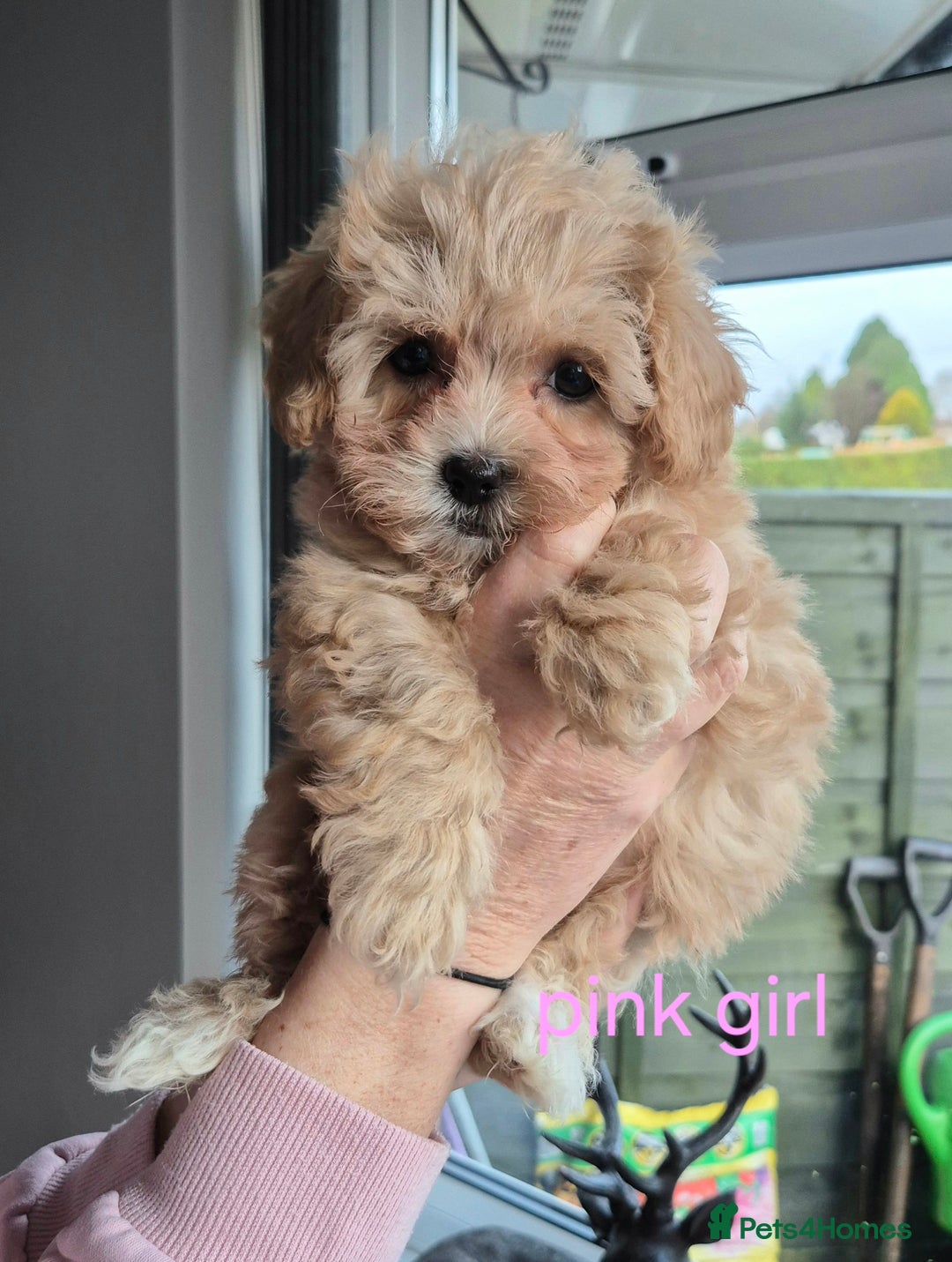 Maltipoo dogs for sale: F1 Maltipoo puppies 🐶 Just 2 girls remaining  - Advert 31