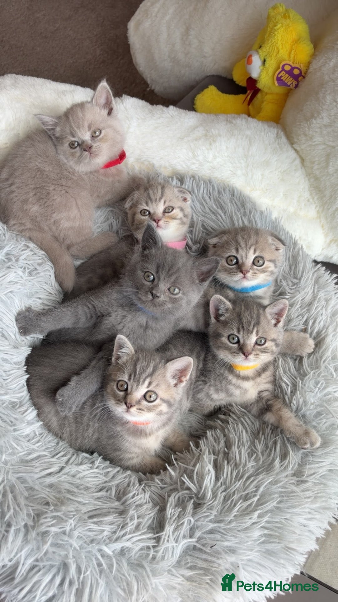 British Shorthair cats British Shorthair/ Scottish Fold Stunning Kitten - Advert 2