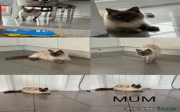 Ragdoll cats for sale: Beautiful ragdoll kittens  - Image 16