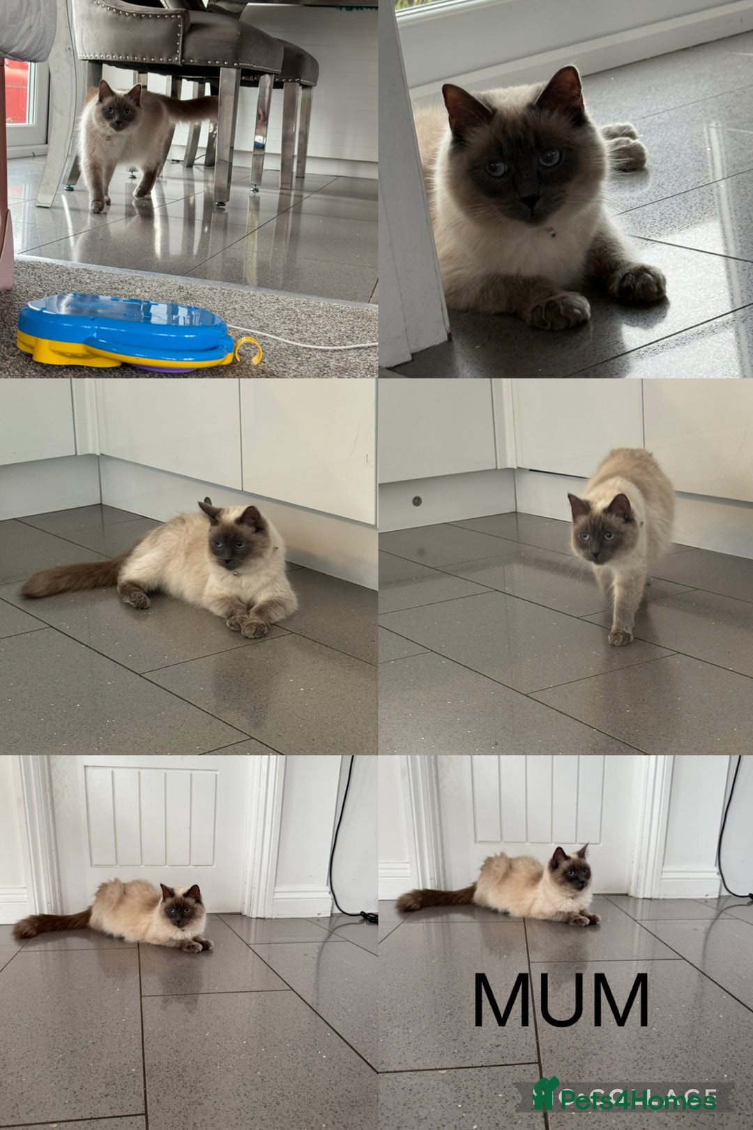 Ragdoll cats for sale: Beautiful ragdoll kittens  - Image 16