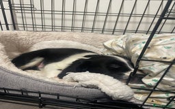 Sprollie dogs for sale: River - 9 week old Sprollie - Advert 3