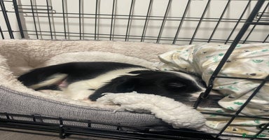 Sprollie dogs River - 9 week old Sprollie - Advert 8