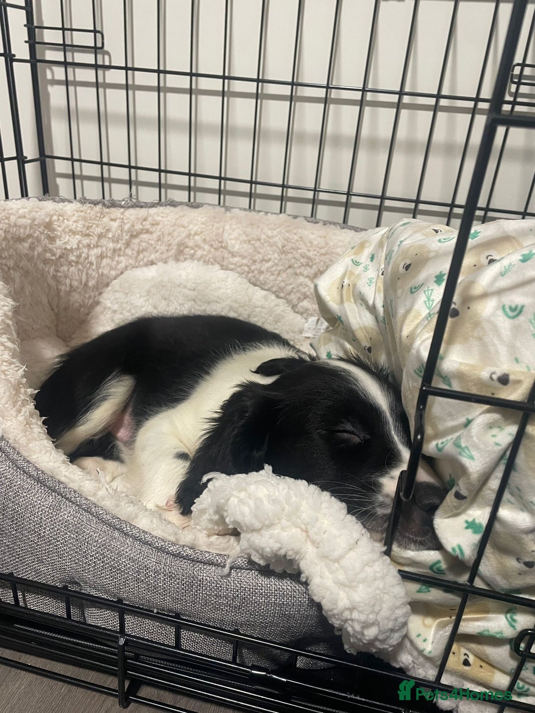 Sprollie dogs for sale: River - 9 week old Sprollie - Advert 3