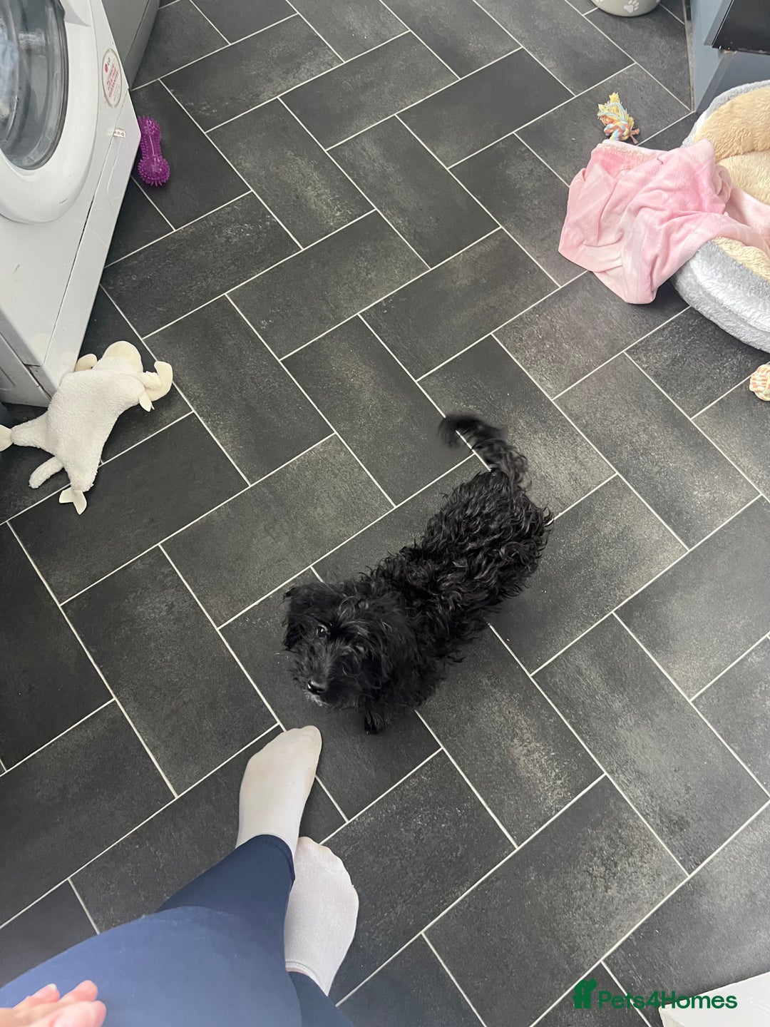 Cavapoo dogs for sale: Female cavapoo - Advert 2