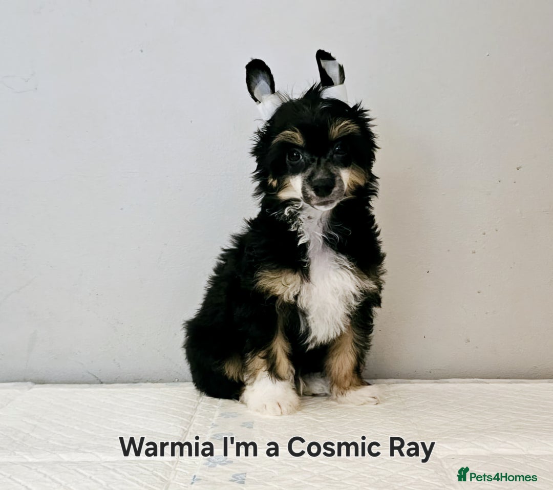 Chinese Crested dogs for stud: Julien INSOLITE FAMILIER import Pl  - Advert 16