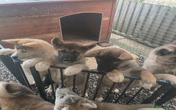 Mixed Breed dogs for sale: Beautiful Malamute x akita puppies  - Image 6